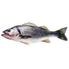 Fototapeta premium Fresh European Seabass Ready for Culinary Delight PNG on Transparent Background