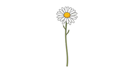 Single Daisy Flower on Thin Stem, Minimalist Botanical Illustration, White Petals, Yellow Center