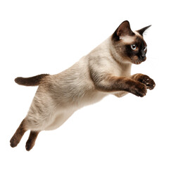 Obraz premium Siamese Cat Leaps Joyfully Into the Clear Sky PNG on Transparent Background