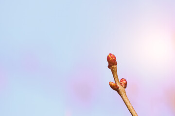 Close-up of tree catkins with blurred background