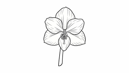 Orchid Flower Line Art Drawing - Elegant Botanical Illustration
