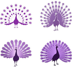 孔雀　鳥　動物　生き物　イラスト