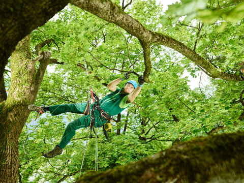 Tree cutter pruning of tree