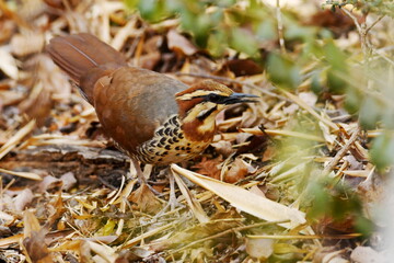 Obraz premium White-breasted mesite (Mesitornis variegatus) foraging on the floor of the dry deciduous forest of Kirindy in western Madagascar