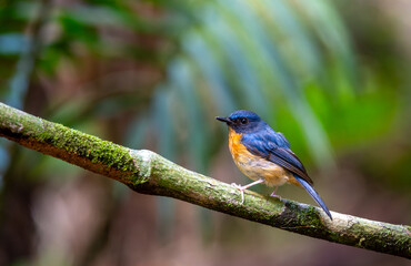 Naklejka premium Beautiful bird of Mangrove Blue Flycatcher (Cyornis rufigastra) in Natural tropical Mangrove forest