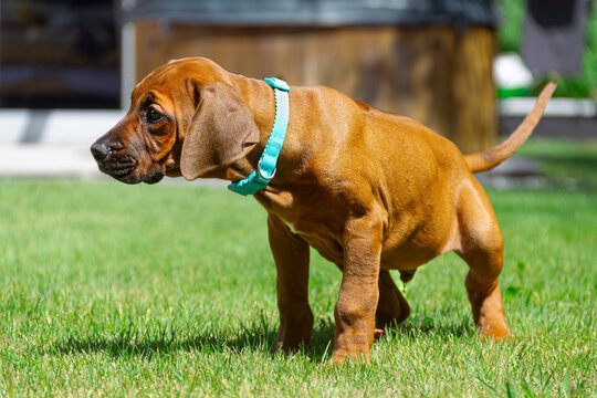 House training 8-week-old Rhodesian Ridgeback puppy, urinating on grass.