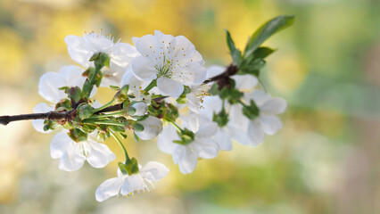 Cherry blossom branch in backlight. Colorful background. Banner.