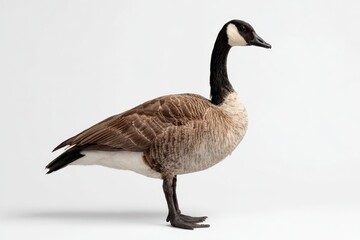 Fototapeta premium Full-body Canada goose in a clean white backdrop