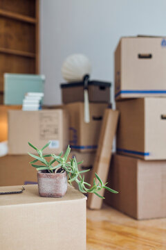 Potted plant on cardboard box in an empty room in a new home