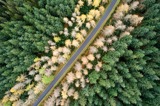 Great Britain, Scotland, pine forest and road