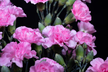 Obraz premium Pink carnation thriving in balcony planter, bright clusters of blooms contrasted with urban background, adds cheerful pop to small outdoor spaces and city gardening