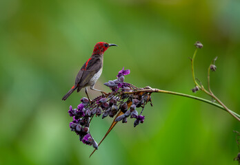 Sulawesi myzomela (Myzomela chloroptera) is a species of bird in the family Meliphagidae. It is endemic to Indonesia where it occurs in Sulawesi.