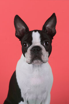 Portrait of boston terrier puppy in front of red background