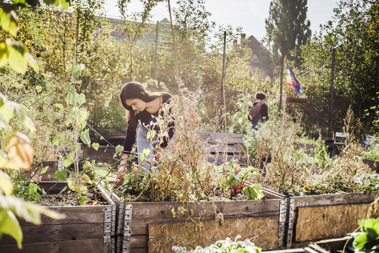 Working in urban garden