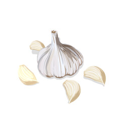 close up of garlic isolated on white background