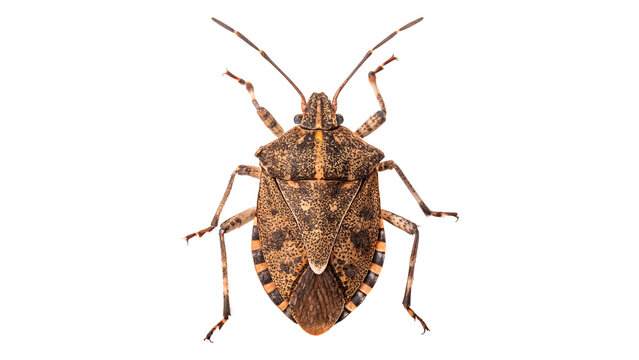 Close-up of a brown marmorated stink bug on a transparent background.