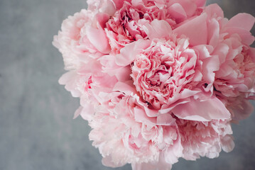 Heap of beautiful fresh pink peonies in full bloom on gray background, close-up, top down view.