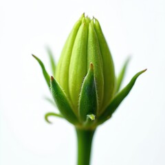 Obraz premium Green flower bud rests on stem. Tiny hairs cover sepals. Petals tightly furled, hinting at future bloom. Simple white background isolates delicate plant.