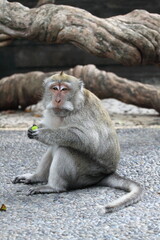 A male long tailed monkey (Macaca fascicularis). Bali, Indonesia.