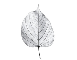 Obraz premium Delicate leaf silhouette with visible veins against white background