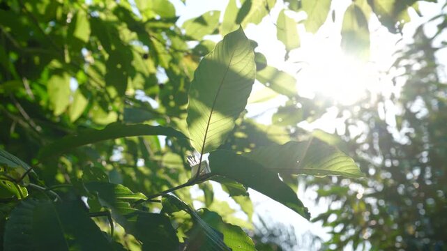 Kratom leaves Kratom sapling (Mitragyna speciose) green Is a type of drug. are a traditional herbal medicine for locals in Thailand.