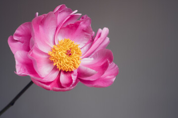 One single magenta pink peony flower in full bloom against gray background, close-up view. Spring or summer bloom. Copy space for text.