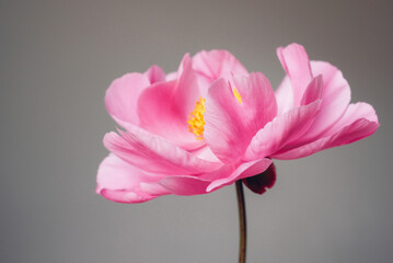 One single magenta pink peony flower in full bloom against gray background, close-up view. Spring or summer bloom.
