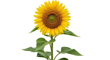 Fototapeta premium Bright yellow sunflower with green stem and leaves in full bloom. Isolated on transparent background, png