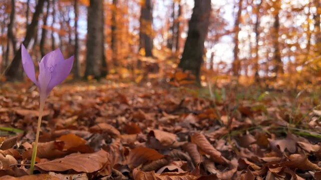 Serene Static Slow Motion Purple Autumn Crocus On Left With Shimmering Forest Bokeh Copy Space