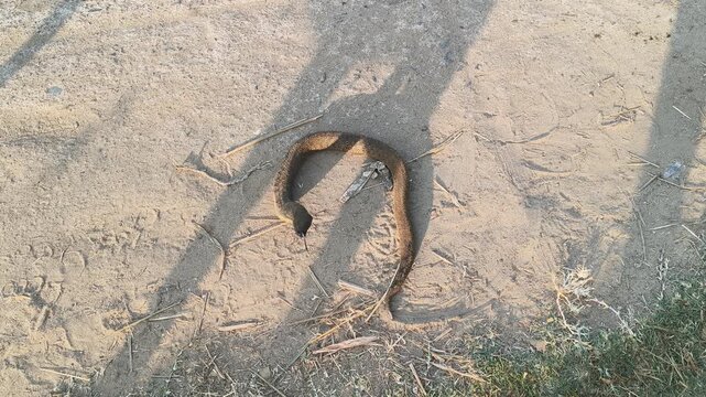 Checkered keelback or Fowlea piscator snake. It is known&nbsp;commonly&nbsp;as the&nbsp;Asiatic water snake and Xenochrophis piscator .  The species is&nbsp;endemic&nbsp;to&nbsp;Asia. It is non-venomous snake. I