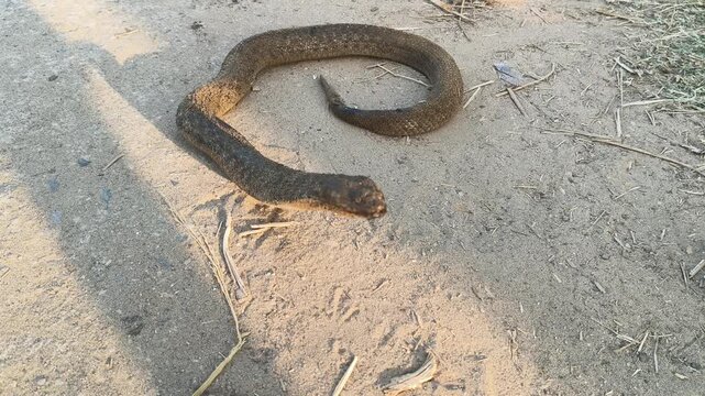 Checkered keelback or Fowlea piscator snake. It is known&nbsp;commonly&nbsp;as the&nbsp;Asiatic water snake and Xenochrophis piscator .  The species is&nbsp;endemic&nbsp;to&nbsp;Asia. It is non-venomous snake. I