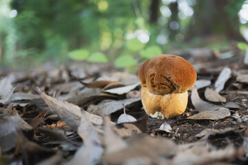 落葉の下からアカヤマドリタケ（Rugiboletus extremiorientalis）の幼菌／日本埼玉県鶴ヶ島市・6月 © yumiko