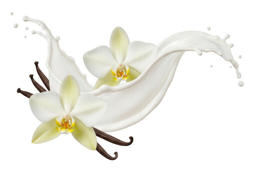 Splashing milk with orchids and vanilla bean ideal for design on transparent background