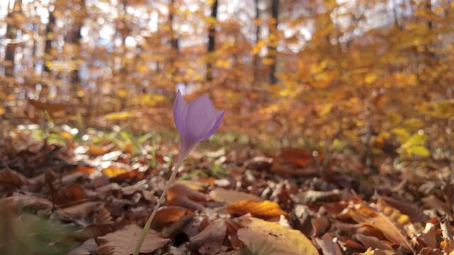 Dreamy Slow Motion Telephoto Pan Of Purple Autumn Crocus With Compressed Golden Bokeh Forest Background