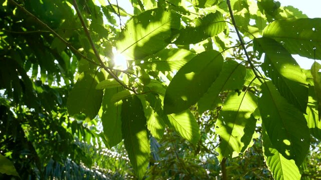 Kratom leaves Kratom sapling (Mitragyna speciose) green Is a type of drug. are a traditional herbal medicine for locals in Thailand.