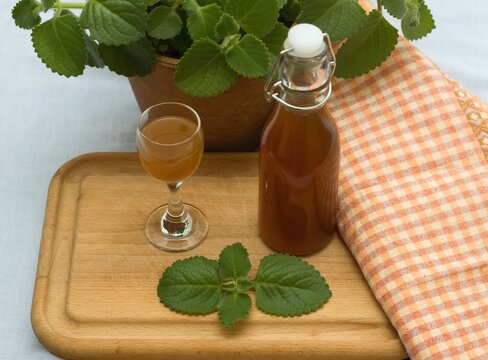 Homemade syrup made from fresh leaves of Plectranthus (Coleus) amboinicus, lemon slices and brown sugar. Same cuban oregano is in a flower pot at back.