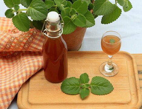 Homemade syrup made from fresh leaves of Plectranthus (Coleus) amboinicus, lemon slices and brown sugar.. Same cuban oregano is in a flower pot at back.