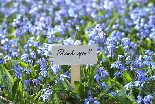 Thank you card placed among bluebells. Welcoming card and natural background of Siberian scilla, lat. Scilla siberica in spring garden.