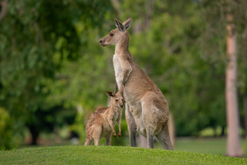 Eastern Grey Kangaroo - Macropus giganteus, large popular marsupial found in the eastern third of Australia, Queensland. © David