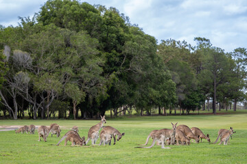 Eastern Grey Kangaroo - Macropus giganteus, large popular marsupial found in the eastern third of Australia, Queensland. © David