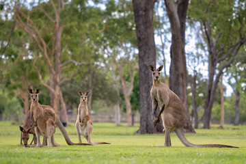 Eastern Grey Kangaroo - Macropus giganteus, large popular marsupial found in the eastern third of Australia, Queensland. © David