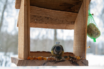 A great tit perches on the edge of a rustic wooden bird feeder during winter, surrounded by softly falling snow.  © Andris