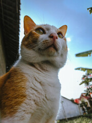 Macro portrait of a cute ginger cat's facial features. Showcases detailed fur texture, delicate whiskers, and a calm expression