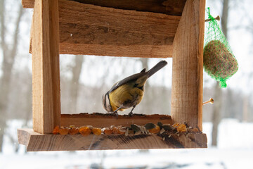 A great tit perches on the edge of a rustic wooden bird feeder during winter, surrounded by softly falling snow.  © Andris