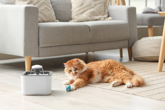 Cute ginger cat with automatic water fountain and pet toy lying on floor in living room at home