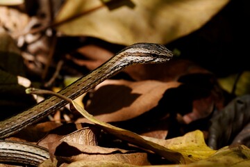 Obraz premium Close-up of a Northern pencil snake (Mimophis occultus) crawling on the floor of the dry forest at Ankarana National Park, Diana region, northern Madagascar