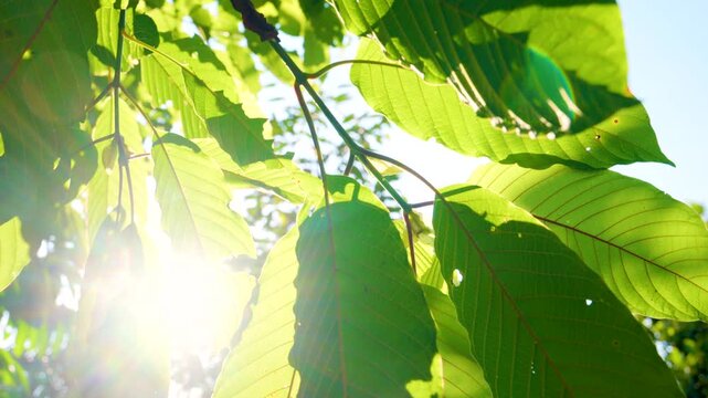 Kratom leaves Kratom sapling (Mitragyna speciose) green Is a type of drug. are a traditional herbal medicine for locals in Thailand.