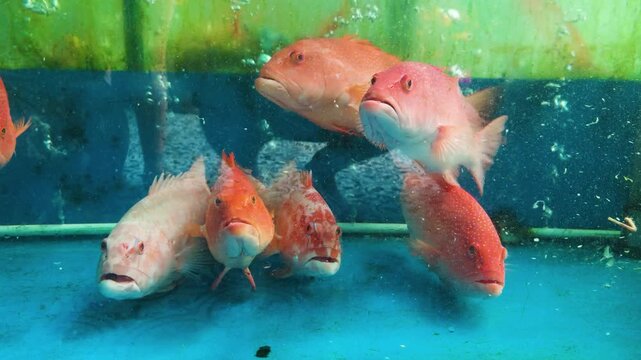 Group of fresh live red grouper and other marine fish swimming in a vibrant blue tank, showcasing fresh seafood available for sale at a local market in da nang, vietnam