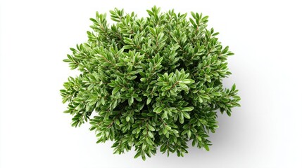 Naklejka premium Top view of a lush green bush with variegated leaves against a clean white background