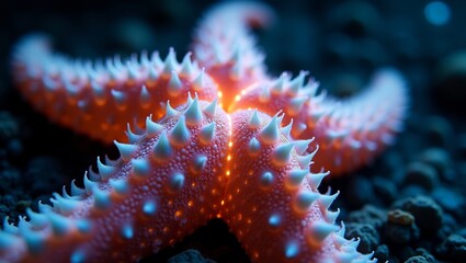 Vivid close-up photograph showcasing the intricate texture and glowing orange spines of a vibrant tropical sea star resting upon the dark ocean floor substrate.